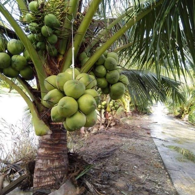 Dừa 